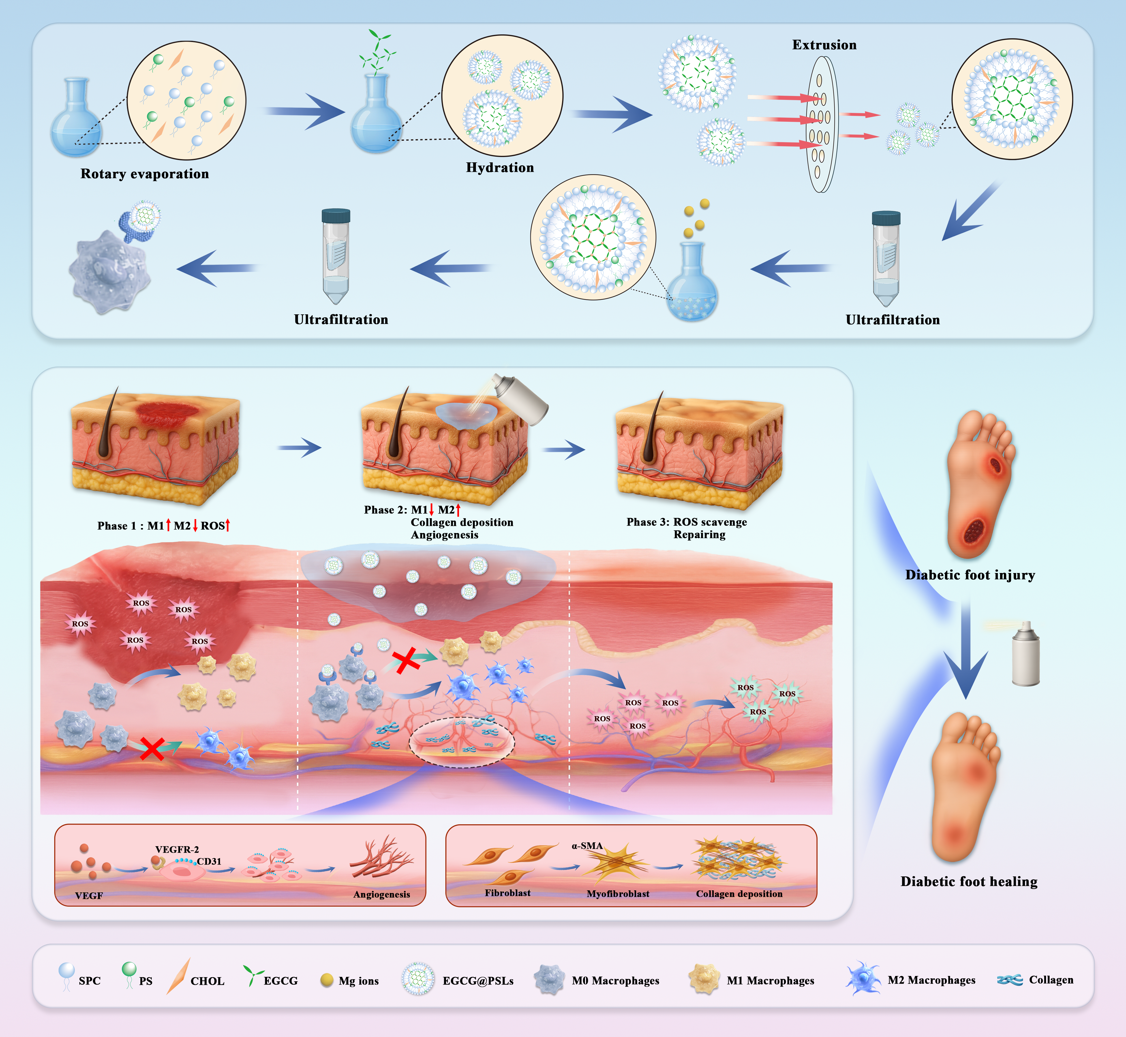 Skin Regeneration Pathway